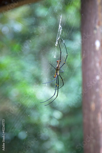 Female golden-orb spider in its web near Kuranda in Tropical North Queensland, Australia
