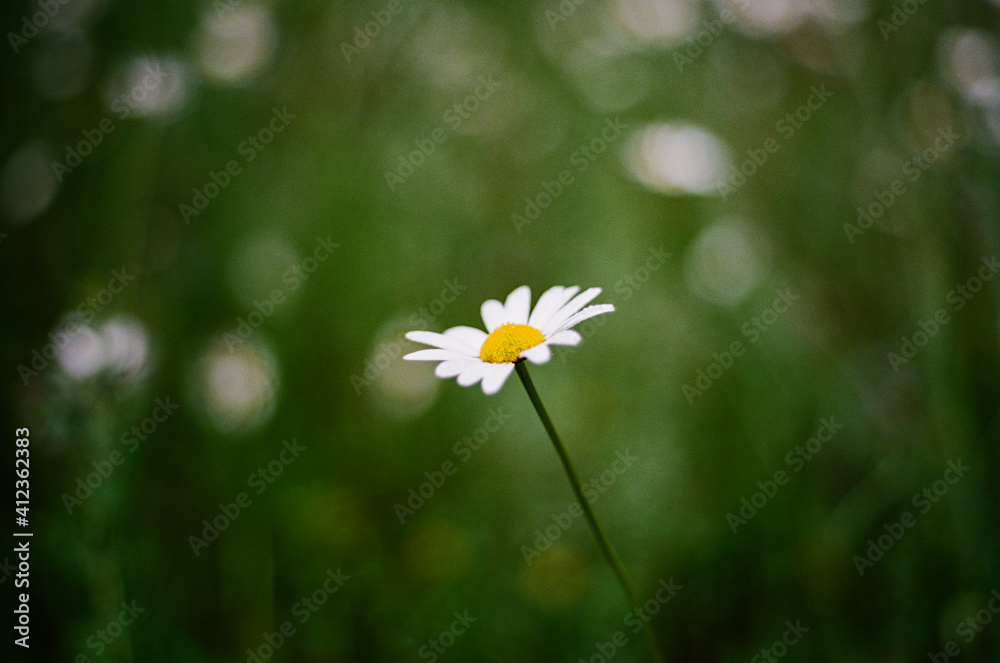 Daisy in front of blurry green background Daisy in front of blurry green background