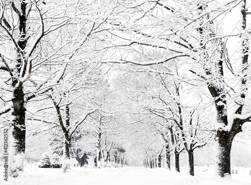 Tree lined street following winter snow storm