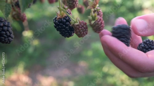 Harvesting and picking berries concept. Close-up of woman's hand tearing a ripe large blackberry from a bush.