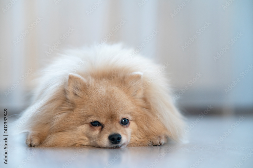 Sad upset little Pomeranian Spitz dog is lying on a floor at home, in the house, suffering. Puppy is missing, waiting for his owner Sad upset little Pomeranian Spitz dog is lying on a floor at home, in the house, suffering. Puppy is missing, waiting for his owner
