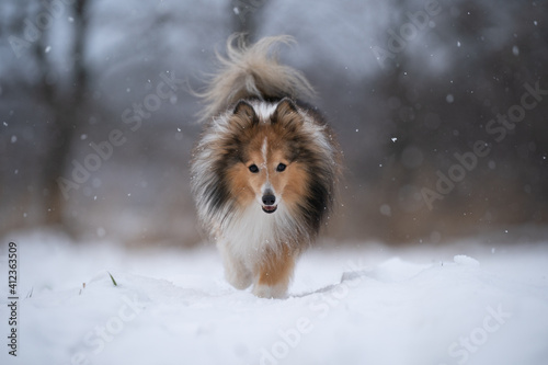 dog walking in the snow © japono