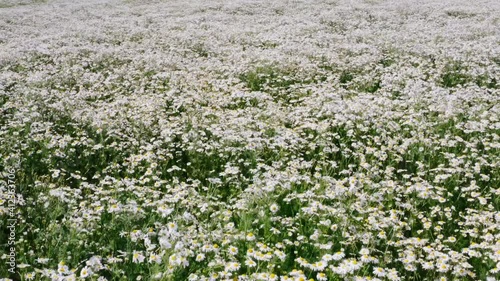 4k drone video of chamomile field. White daisies. photo