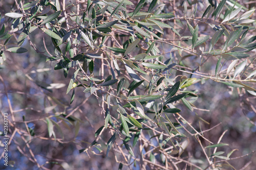 ramas de olivos