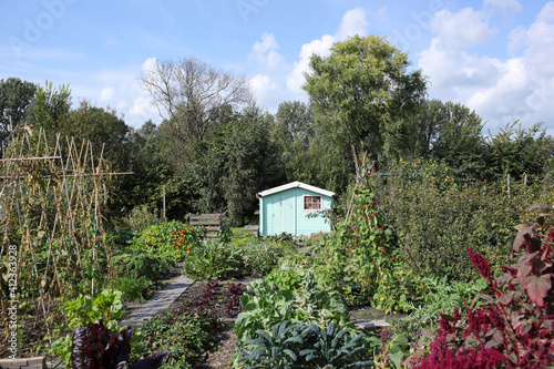 Vegetable garden allotments at the end of summer