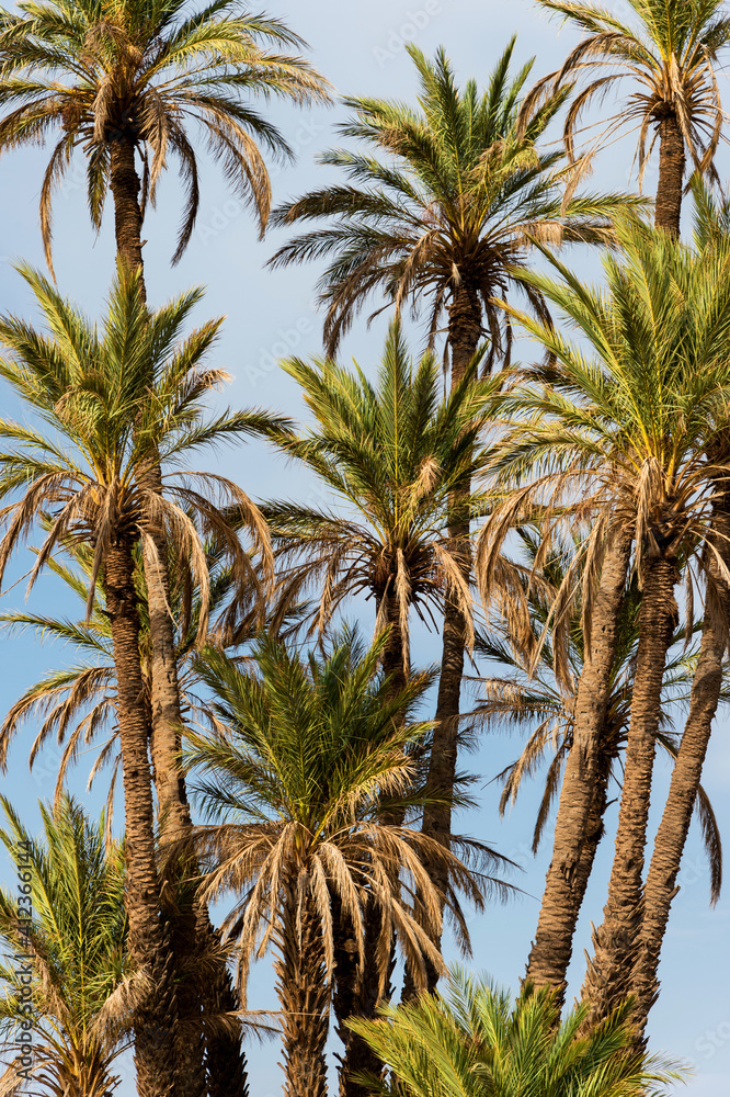Detail of palm trees in a oasis, Morocco Detail of palm trees in a oasis, Morocco