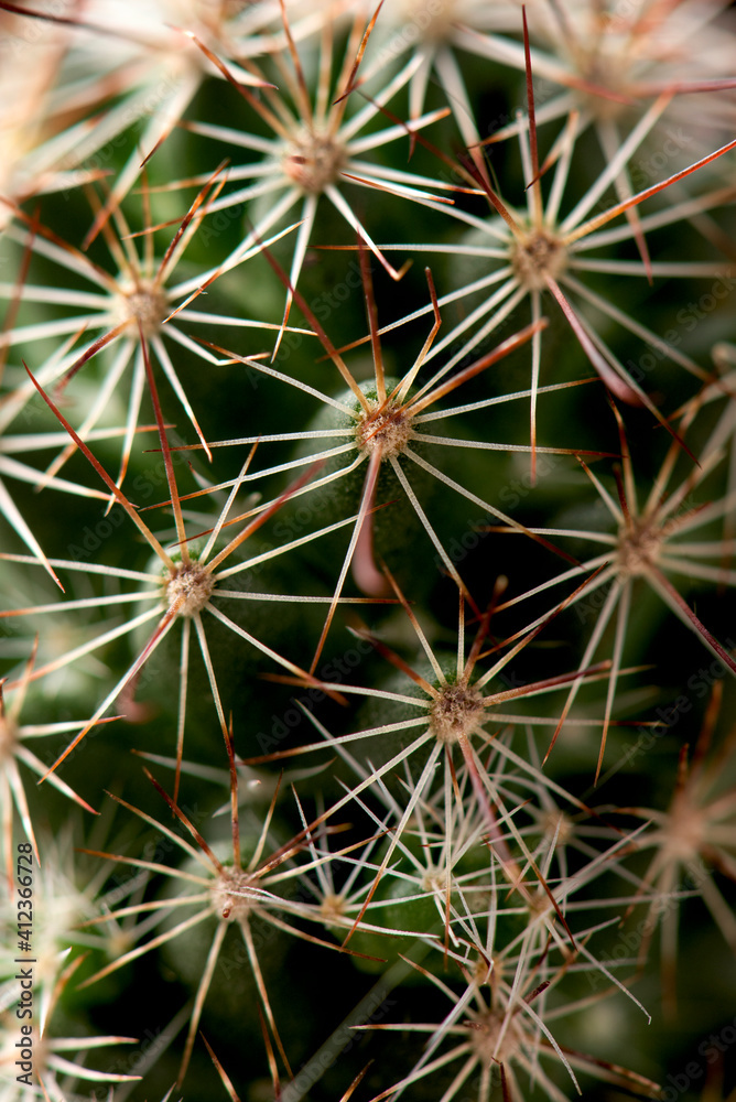 cactus cactus