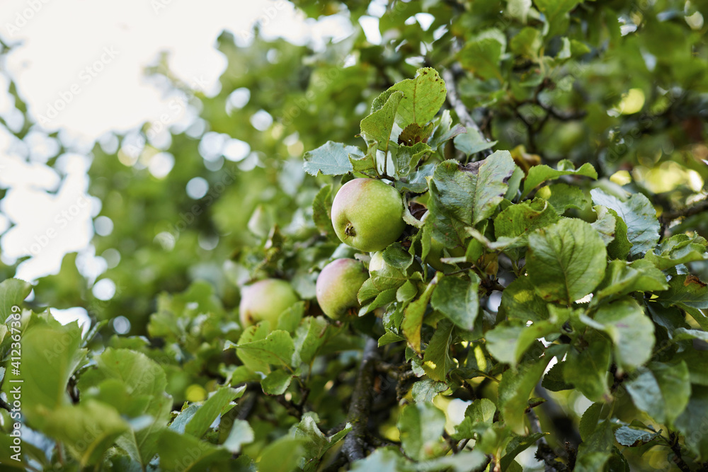 Apple tree Apple tree