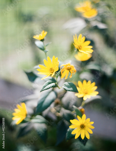 Close up of wild sunroot flowers in blossom on the plant photo