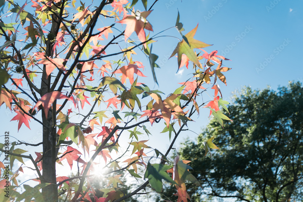 Maple tree leaves glowing in the setting sun. Maple tree leaves glowing in the setting sun.
