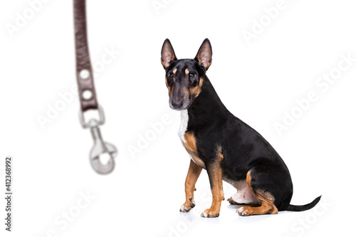 dog waiting for a walk with leash