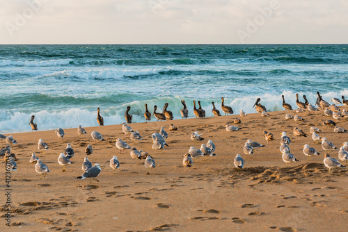 Flock of sea birds on the beach, colony of pelicans and seagulls, California Central Coast © Hanna Tor