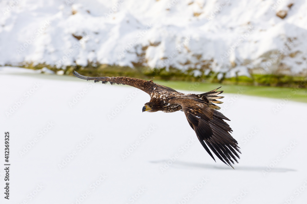 Fototapeta premium Eagle in flight. White-tailed eagle, Haliaeetus albicilla, flies over frozen lake with widely spread wings. Majestic bird hunting. Wildlife from winter nature. Sea eagle is the largest eagle in Europe