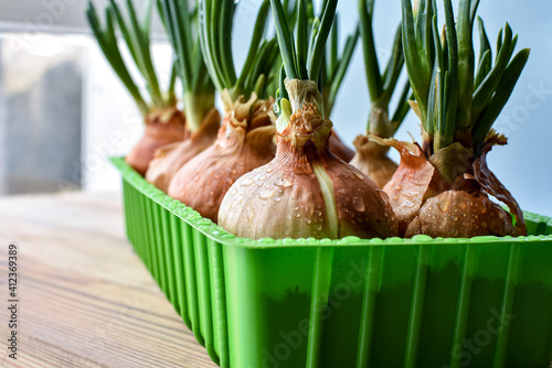 Growing green onions with water drops, in a container for sprouting plants, wooden boards, in the background a window. Close-up. Diogonal. photo