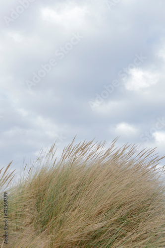 Wallpaper Mural Beach grass on a rounded sand dune against a light cloudy sky Torontodigital.ca