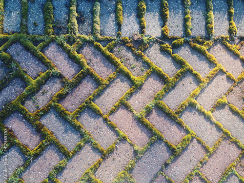 Moss growing between bricks photo