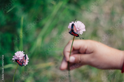 Scabiosa flowers and Zygaenidae moths. photo