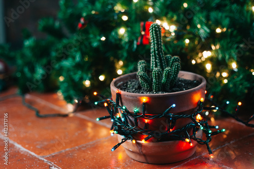 A christmas cactus photo