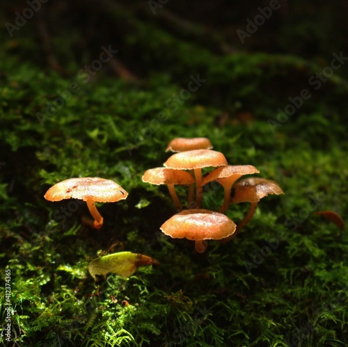 mushroom in the forest