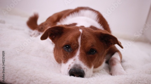 Medium sized brown and white terrier border collie mix dog