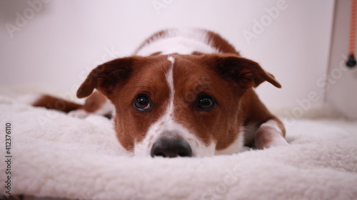 Medium sized brown and white terrier border collie mix dog © MethodicalVP