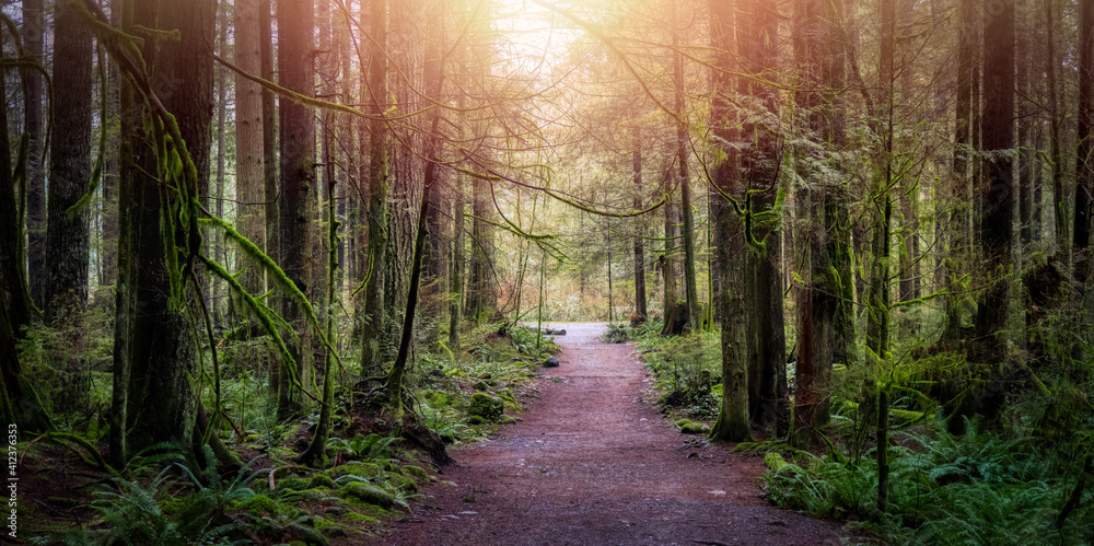 Naklejka premium Beautiful Path in the Rainforest during a wet and rainy day. Lynn Canyon Park, North Vancouver, British Columbia, Canada. Nature Forest Background