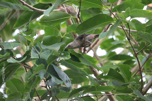 A small sparrow on a tree branch. © MdSaiful