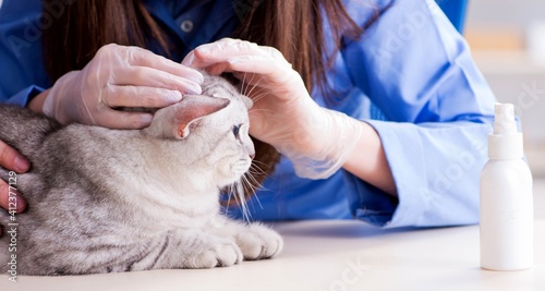 Cat being examining in vet clinic