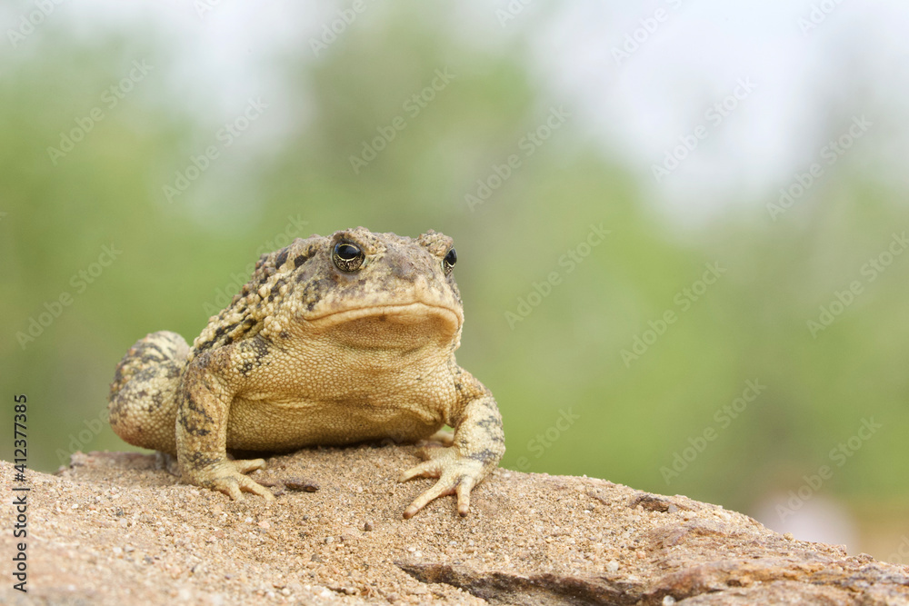 Woodhouse's Toad - detailed close up portrait in a natural setting; suitable for identification purposes ... scientific name Anaxyrus woodhousii Woodhouse's Toad - detailed close up portrait in a natural setting; suitable for identification purposes ... scientific name Anaxyrus woodhousii