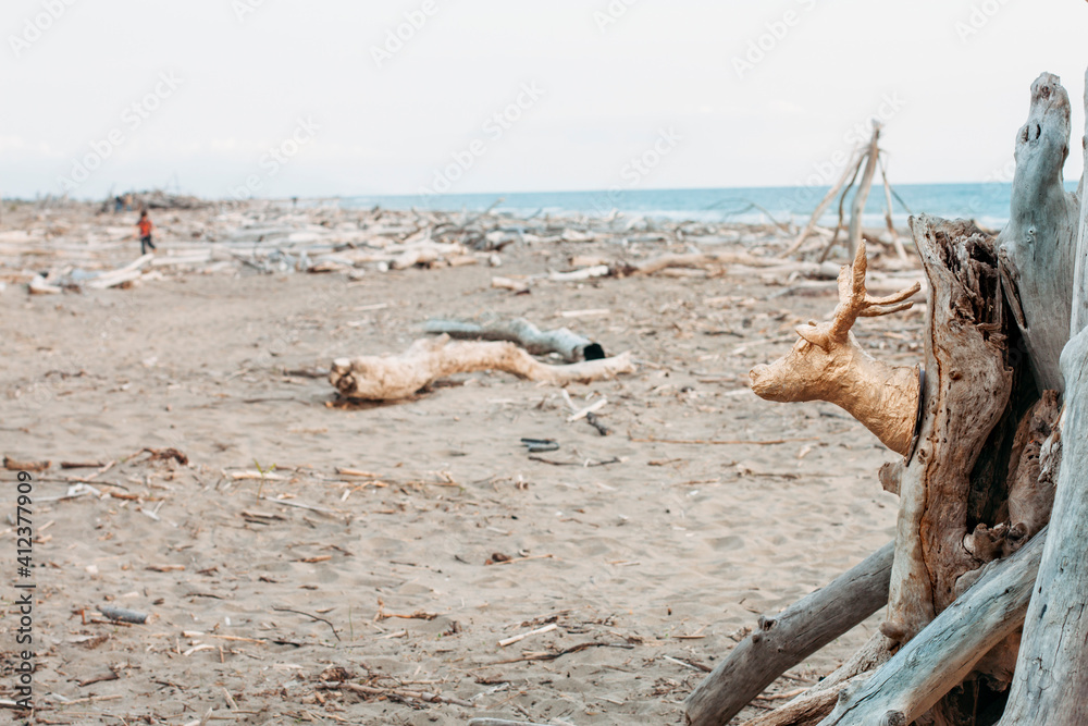 Deer head on an uncontaminated beach with full of sticks and branches before the Summer season Deer head on an uncontaminated beach with full of sticks and branches before the Summer season