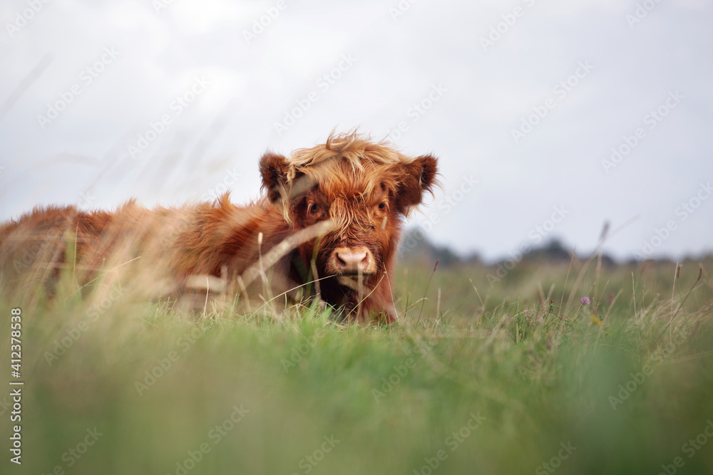 Scottish highland calf resting in the grass Scottish highland calf resting in the grass