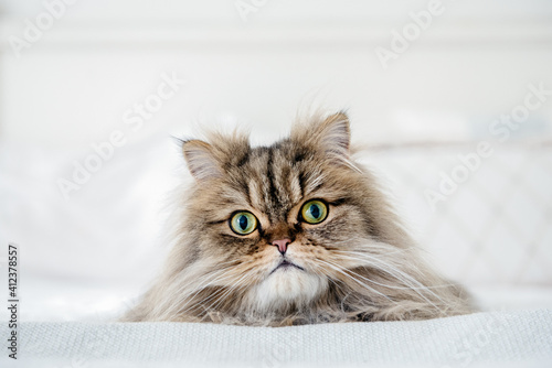 Persian cat lies on the bed photo