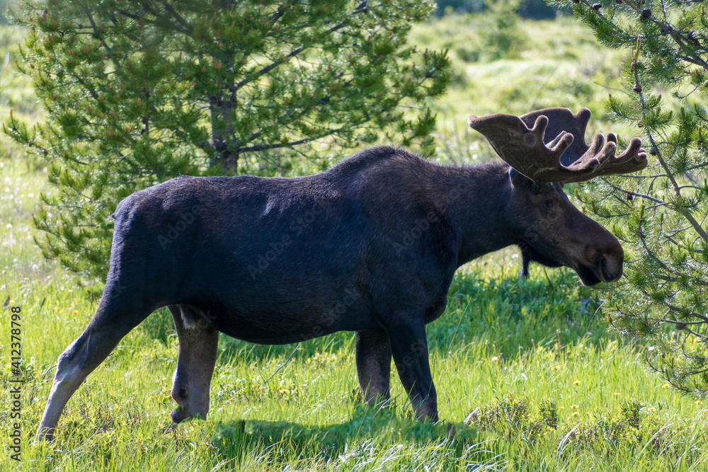 Rocky Mountain Moose