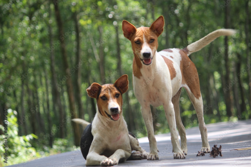 Two dogs are sitting on the street looking forward. Two dogs are sitting on the street looking forward.