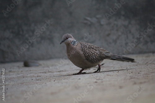 A brown dove on the ground.