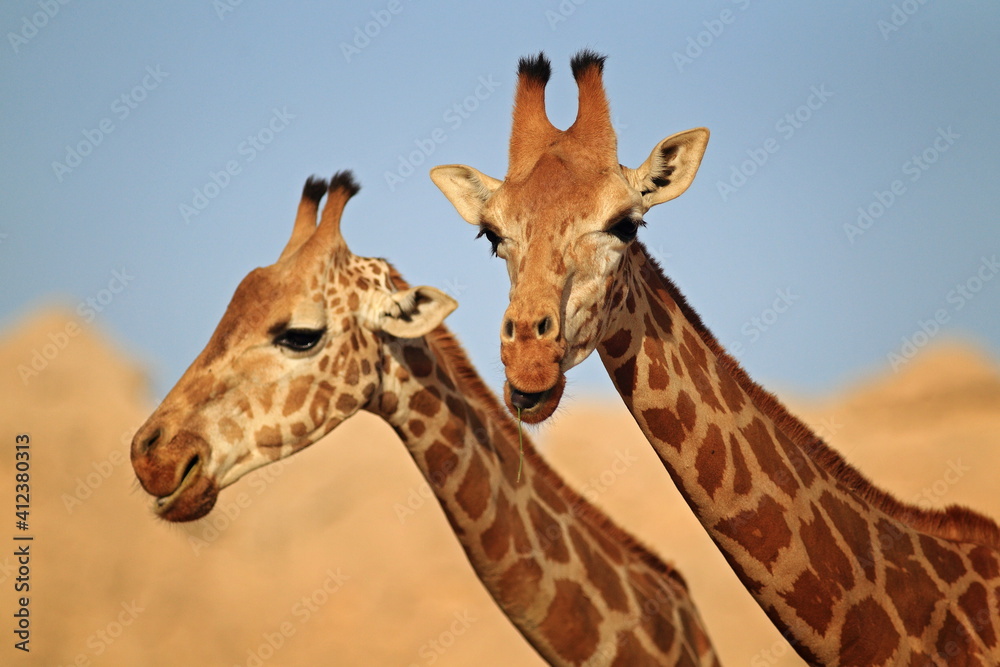 Giraffes Giraffes