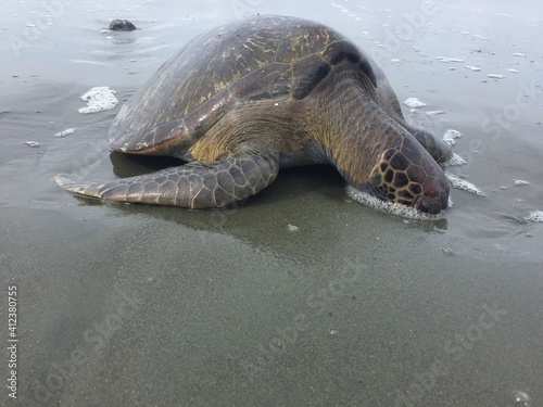 turtle on the beach