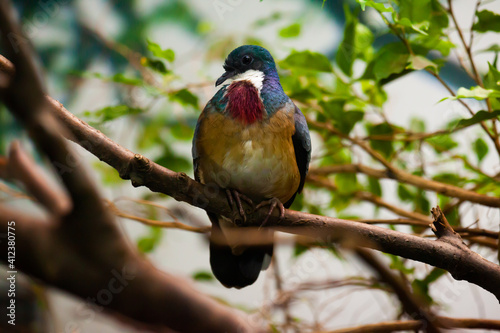 Portrait of Mindanao bleeding-heart dove sitting on tree branch