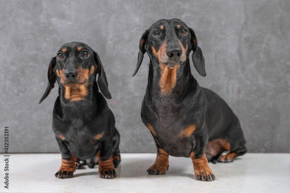Portrait of two generations of cute black and tan dachshund dogs sitting obediently on gray background, front view, copy space for advertising text.