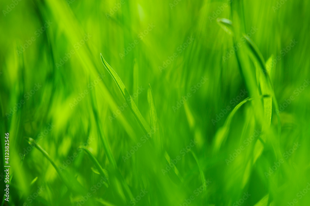 Green grass macro shot background Green grass macro shot background