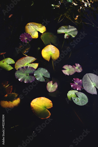Water lily leaves changing color in a dark pond photo