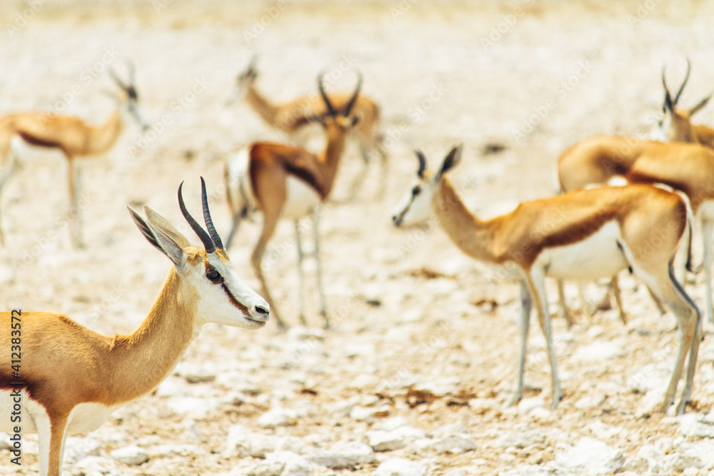 Group of springboks (Antidorcas marsupialis) Group of springboks (Antidorcas marsupialis)