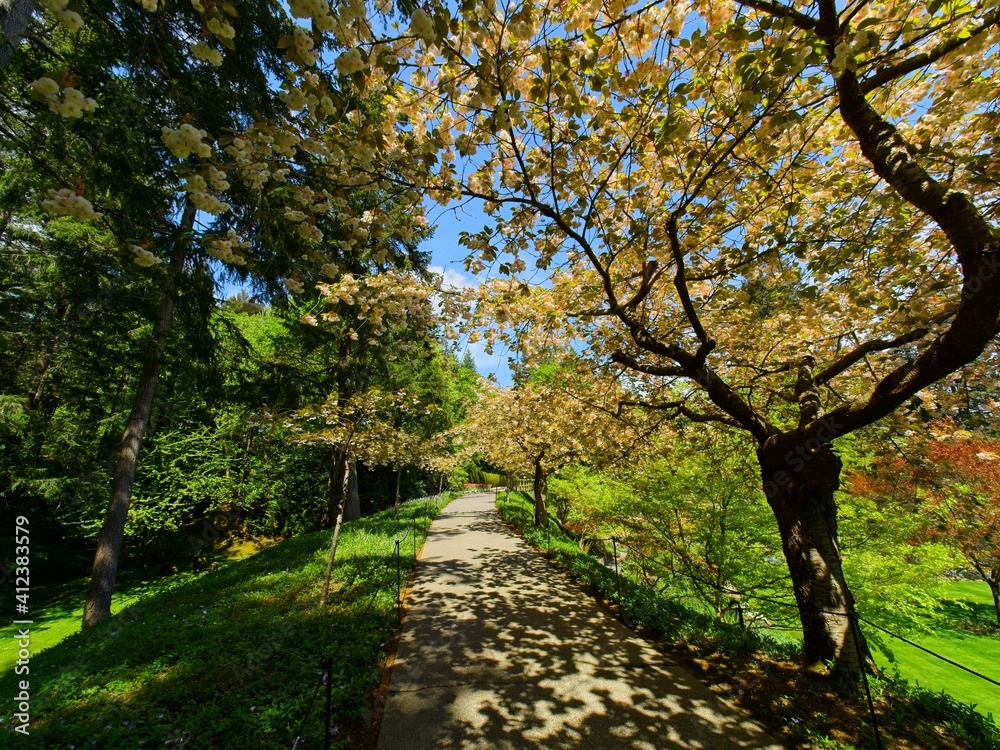 Fototapeta premium Springtime garden walkway with apple tree blooms over the head