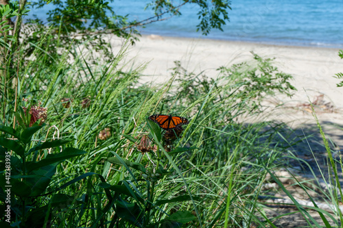 Butterfly on the Sandy Beach