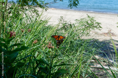 Butterfly on the Sandy Beach