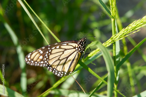 Butterfly on the Sandy Beach