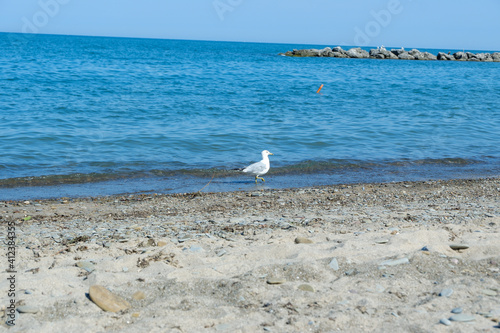 Seagull on the Sandy Beach