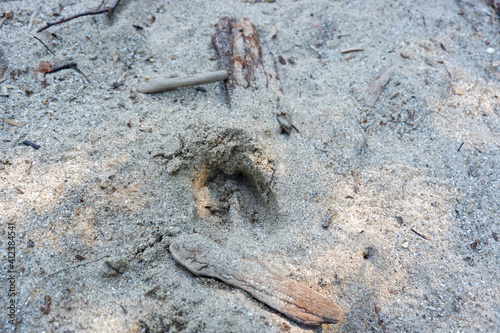 Deer Prints in the Sand 