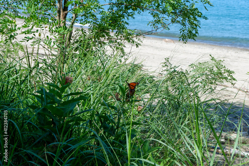 Butterfly on the Sandy Beach