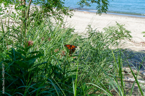 Butterfly on the Sandy Beach